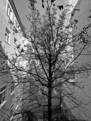 Grosszügige AltbauWohnung Nähe Votivkirche, 1090 Wien,Alsergrund, Wohnung